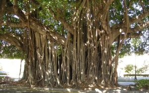 The Banyan Tree