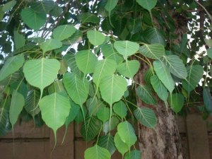The leaves of the Peepal tree