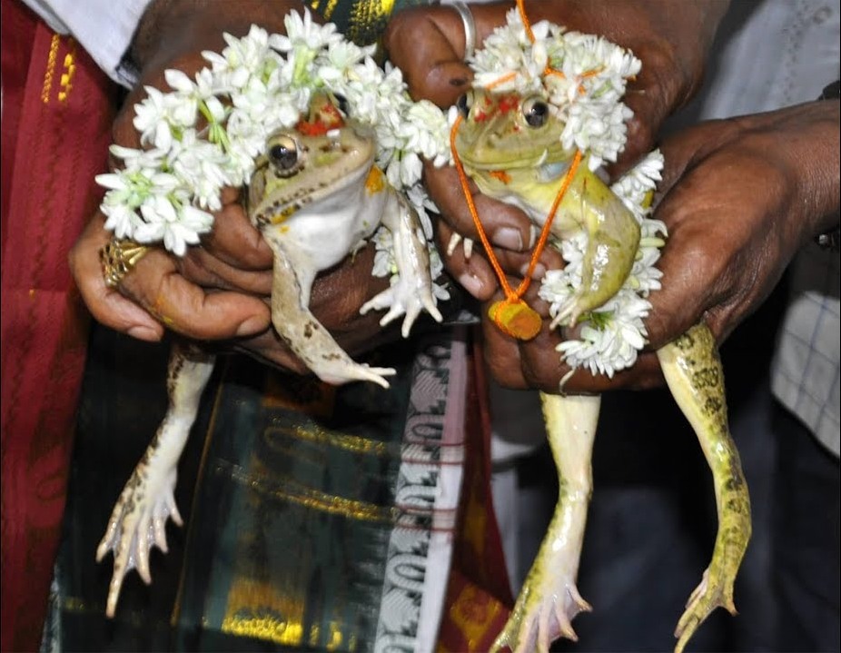 frog wedding
